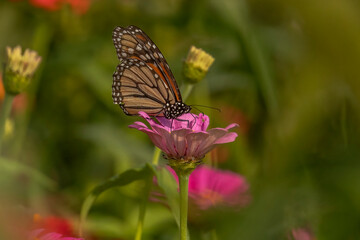 Monarch Butterfly gathers nectar from summer flowers