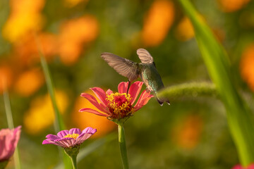 Female Ruby-throated Hummingbird gathers nectar from summer flowers