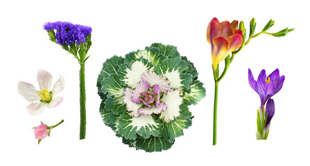 Set of different flowers (apple; freesia; statice; decorative kale; crocus) isolated on white or...