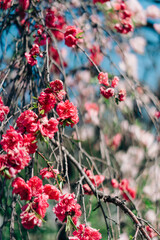足立区農業公園に咲く桜の花