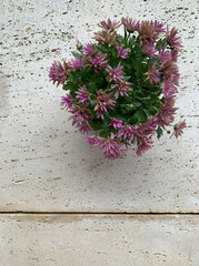 Pink chrysanthemums in pots that are almost finished blooming on rough concrete background. Space for text. Perfect for flower decor projects