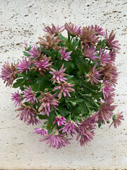 Pink chrysanthemums in pots that are almost finished blooming on rough concrete background. Perfect for flower decor projects, home and garden promotions or content about indoor living with nature
