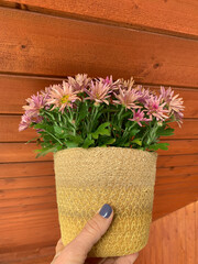 Pink chrysanthemums in pots that are almost finished blooming are held in a wicker planter by a woman's hand on a wooden background. Perfect for flower decor projects