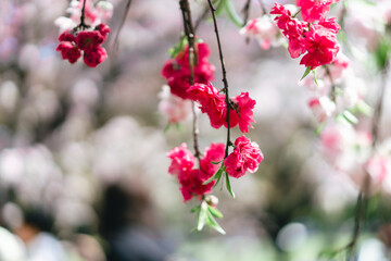 足立区農業公園に咲く桜の花