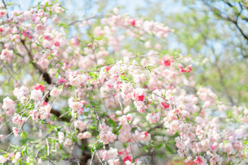 足立区農業公園に咲く桜の花
