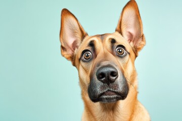 Close-up Portrait of an Alsatian Dog Looking Directly at the Camera Generative AI