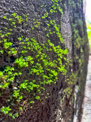 Emerald Growth on a Stone Canvas