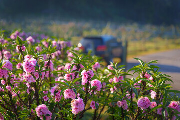 Beautiful natural cherry blossoms, Prunus Cerasoides pink flowers, or wild Himalayan cherry, are...