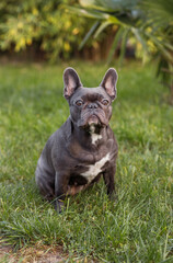 cute french bulldog puppy sitting on grass and look at the camera