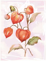 Branch of ripe red physalis