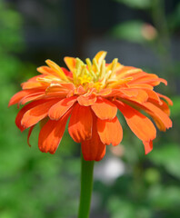 Elegant zinnia flowers in the formal garden. Vertical photo.
