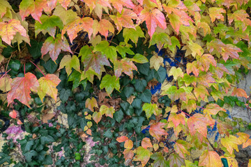 Vibrant colorful autumnal scene. Wall covered with tapestry of leaves in various shades of green, yellow, orange and red. Leaves are arranged in seemingly random pattern. Visually dynamic composition