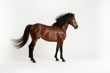 Obraz premium Portrait of a majestic brown horse standing against a white background