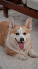 Corgi dog laying on the white sand, smiling and happy