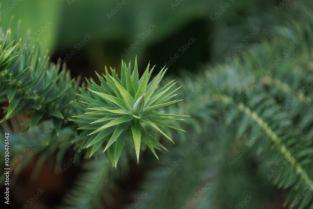 Wall mural bright branch of evergreen coniferous tree araucaria bidwillii in family araucariaceae. foliage of b