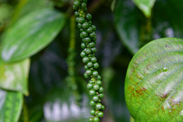 Fresh unripe peppercorn in the garden