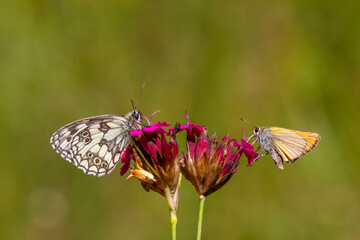 big butterfly with black and white colors, Melanargia galathea