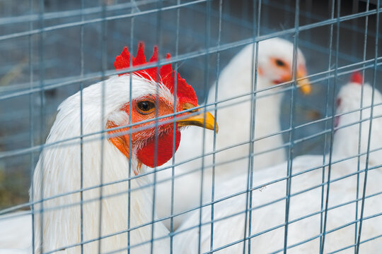 caged chicken close up portrait focus on eye incubator farming business cruelty with animals live stock system concept picture