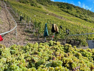 In the foreground a mountain of bunches of grapes and in the background the coats of grape pickers...