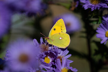 A Clouded yellow butterfly (Colias croceus) on Michaelmas daisies (Aster).