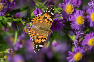 A Painted lady (Vanessa cardui) butterfly on Michaelmas daisies (Aster).