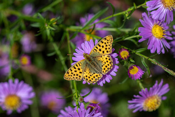 A Queen of Spain fritillary (Issoria lathonia), resting on Michaelmas daisies (Aster).