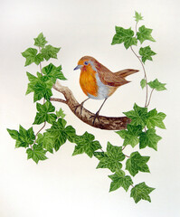 Watercolour illustration of a Robin on a branch with ivy leaves on a white background