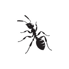 Ant Vector Silhouettes. Black Ants on White Background.