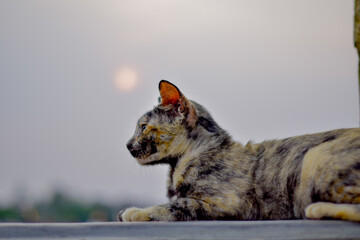 A gray cat is sitting on a blur background