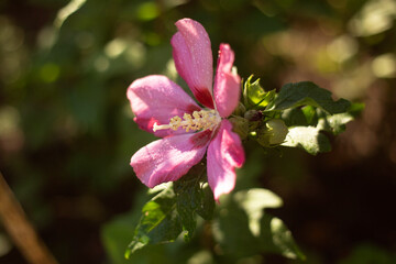pink and white flower