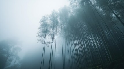 Fototapeta premium A misty bamboo forest with tall trees shrouded in fog, creating an ethereal atmosphere.