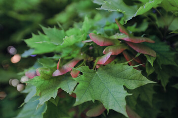 Fresh green leaves with hints of red unfolding in a lush garden during springtime, capturing nature's vibrant rebirth