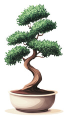 Bonsai tree, artistic design, white isolated background transparent background