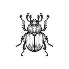 Beetle Vector Art Isolated Black and White Variants.