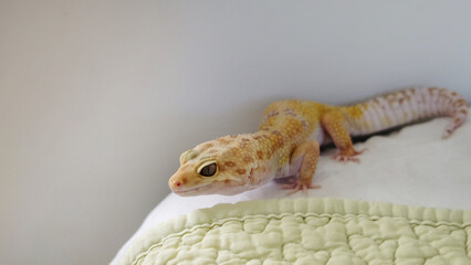 e gecko explores a quilted surface, reflecting the balance between its natural instincts and the comfort of indoor life. This scene captures a moment of curiosity and exploration.