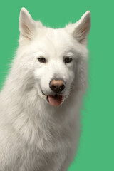 Chien blanc sur fond vert tête qui tire la langue un peu