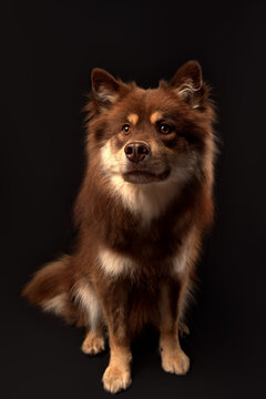 Chien finnois de Laponie LOF chocolat de un an en studio assis sur fond noir