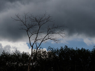 Monsoon rain clouds blow over dead trees.