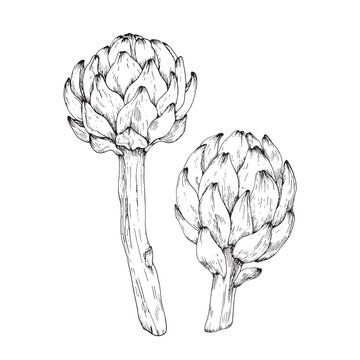 Artichoke sketch hand drawn with ink. Black and white illustration of artichoke flowers. Element for restaurant menu design, food packaging and label. 