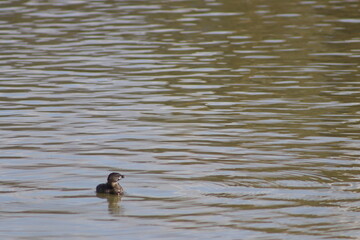 urban nature portraits within a city