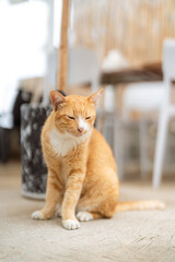 Relaxed Ginger Tabby Cat Sitting on the Floor with a Calm Expression in a Cozy Indoor Setting