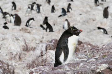 Naklejka premium A group of wet Rockhopper penguins Eudyptes chrysocome standing on rocks while basking in the sun on Isla Pinguino Argentina
