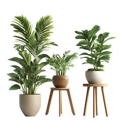 Fototapeta premium Three Potted Plants on Wooden Stools