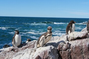 Naklejka premium A group of Rockhopper and Magellanic penguins standing and basking in the sun on rocks on Isla Pinguino Argentina