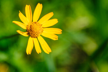Florescer
