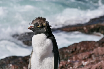 A Rockhopper penguin Eudyptes chrysocome standing and basking in the sun on rocksby the sea on Isla Pinguino Argentina