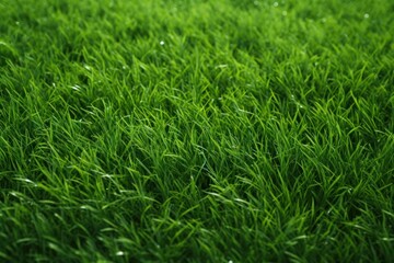 A green grass field plant lawn tranquility.