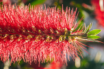 Vermelho ao sol