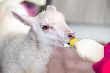 A woman wearing pink gloves feeds a white newborn baby lamb using a plastic baby bottle with a...