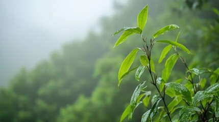 A close-up of green leaves glistening with raindrops in a misty forest setting.